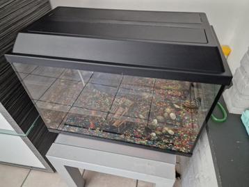 Vis Aquarium/goude vis beschikbaar voor biedingen