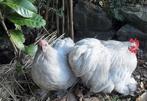 Cochin  kriel  kippen, Dieren en Toebehoren, Pluimvee