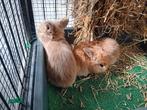 Konijntjes (NHD Minilop), Dieren en Toebehoren, Konijnen, Geslacht onbekend, Dwerg, Hangoor, 0 tot 2 jaar