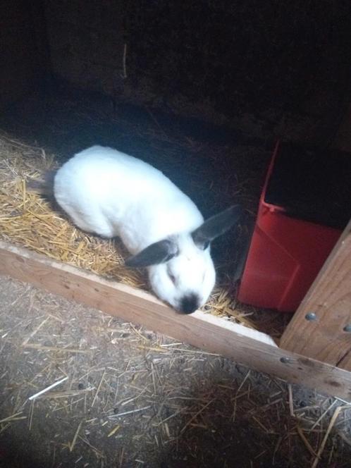 Mooie calefornia konijnen te koop, Dieren en Toebehoren, Konijnen, Middelgroot, Meerdere dieren, 0 tot 2 jaar