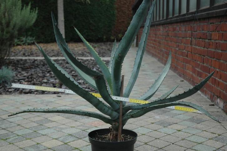 Agave aurea, Huis en Inrichting, Kamerplanten, Vetplant, Minder dan 100 cm, Groene kamerplant, Volle zon, In pot, Ophalen