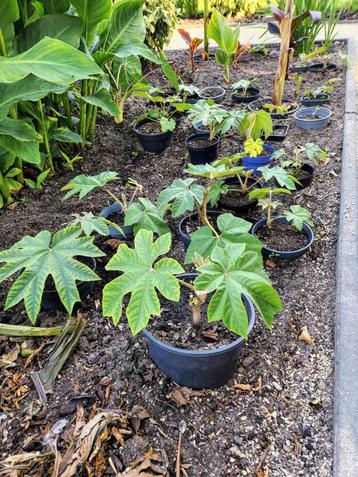 Tetrapanax papyrifera  10€ per pot beschikbaar voor biedingen
