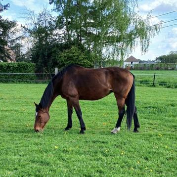 Fokmerrie/recreatiepaard te koop, Dieren en Toebehoren, Paarden, Merrie, Gechipt, 170 tot 175 cm, 11 jaar of ouder