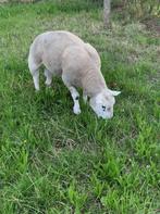 engelse texel, Mannelijk, Schaap, 3 tot 5 jaar