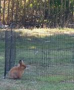 Dwerg leeuwenkop Konijn voedster  2.5 maand oud, Dieren en Toebehoren, Vrouwelijk, Dwerg, 0 tot 2 jaar