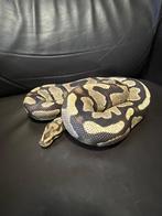Ball python, Dieren en Toebehoren, Slang, Tam, 3 tot 6 jaar