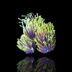 Euphillia hellfire, Dieren en Toebehoren, Vissen | Aquariumvissen