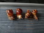 Achatina fulica baby's, Dieren en Toebehoren, Reptielen en Amfibieën, Overige soorten, Tam, 0 tot 2 jaar