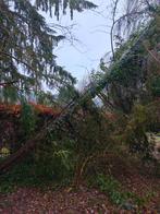 Bois d'if, Jardin & Terrasse, Plantes | Arbres