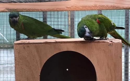 Couples de perroquet, Femelles soleil et mâles frontalis, Animaux & Accessoires, Oiseaux | Perruches & Perroquets, Perroquet, Mâle