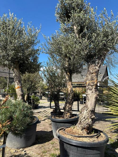 Olijfbomen 65 cm Stamomtrek hoogte +300 cm, Tuin en Terras, Planten | Bomen, Ophalen