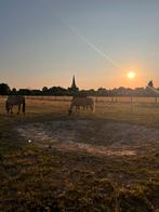 Verzorger/vrijwilliger gezocht paarden regio Kampenhout