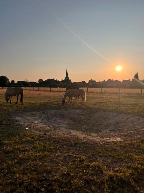 Verzorger/vrijwilliger gezocht paarden regio Kampenhout, Dieren en Toebehoren, Paarden