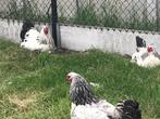 kuikens brahma colombia wit zwart en witblauw, Dieren en Toebehoren, Geslacht onbekend, Kip
