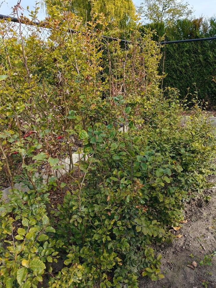 Fagus sylvatica groene beuk, Tuin en Terras, Planten | Struiken en Hagen, Haag, Beukenhaag, 100 tot 250 cm, Ophalen of Verzenden
