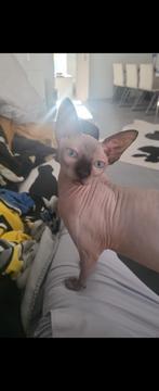 SPHYNX KITTENS SEAL POINT GEBOREN 10 APRIL, Dieren en Toebehoren, Katten en Kittens | Raskatten | Korthaar