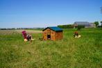 Trespa Kippenhok / Chalet 2XL - Cucciolotta, Dieren en Toebehoren, Ophalen of Verzenden, Nieuw, Kippenhok of Kippenren