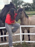 Stoere Konik hengst – Bo, 4 jaar, Dieren en Toebehoren, Gechipt, Minder dan 160 cm, 3 tot 6 jaar, Recreatiepaard