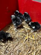 Mechelse koekoek kuikens, Dieren en Toebehoren, Pluimvee