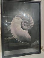 Ikea nautilius schelp poster in kader met glas, Ophalen, Gebruikt, Foto of Poster, 50 tot 75 cm