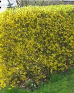 Forsythia, Ophalen