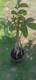 Krulnotelaar, Tuin en Terras, Ophalen, In pot