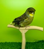 Canaris gloster mannelijk, Mannelijk