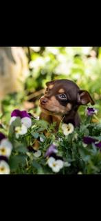 Praagse rattler puppy, Dieren en Toebehoren, Honden-accessoires, Ophalen, Nieuw