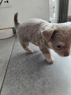 Chihuahua puppy te koop, reutje, Lilac choco -tan vachtkleur, België, Fokker | Hobbymatig, Meerdere, Meerdere dieren