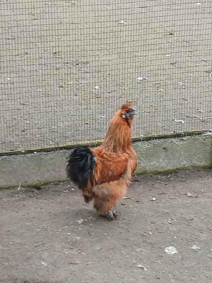 Hanen van zijdehoenders,  cochinkrielen en Engelse krielen, Animaux & Accessoires, Volatiles, Poule ou poulet, Plusieurs animaux