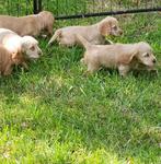 engelse cocker spaniel pups 28-4-25, België, CDV (hondenziekte), 8 tot 15 weken, Meerdere