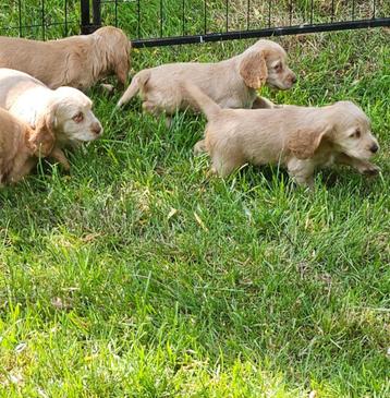 engelse cocker spaniel pups 28-4-25, Plusieurs, Parvovirose, Belgique, Plusieurs animaux