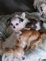 Chihuahua pup, Dieren en Toebehoren, België, Fokker | Hobbymatig, 8 tot 15 weken, CDV (hondenziekte)