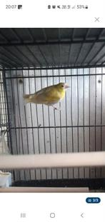 Tarin mutation, Dieren en Toebehoren