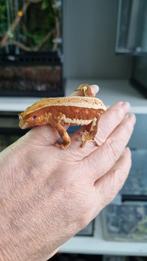 Crested gecko wimpergekko Red LW vrouw