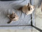 Munchkin non standaard katertjes mogen vertrekken, Dieren en Toebehoren, Katten en Kittens | Raskatten | Langhaar, Kater, Gechipt