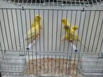 Canaris jaunes, Animaux & Accessoires, Oiseaux | Canaris