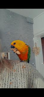 Conure Jandaya, Animaux & Accessoires, Sexe inconnu, Perroquet nain ou Inséparable, Parleur