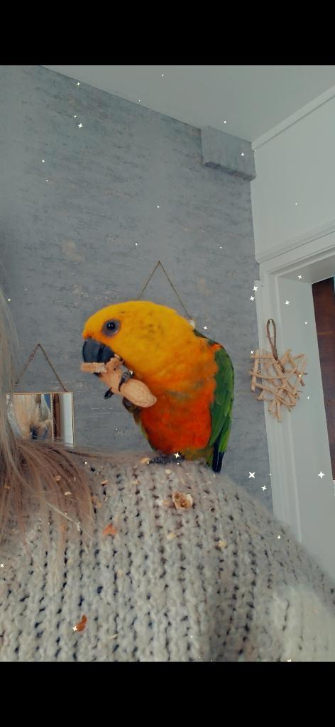 Conure Jandaya, Animaux & Accessoires, Oiseaux | Perruches & Perroquets, Perroquet nain ou Inséparable, Sexe inconnu, Parleur