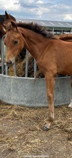 Don’t touch merrieveulen, Dieren en Toebehoren, Paarden, Merrie, Springpaard, Gechipt, 0 tot 2 jaar