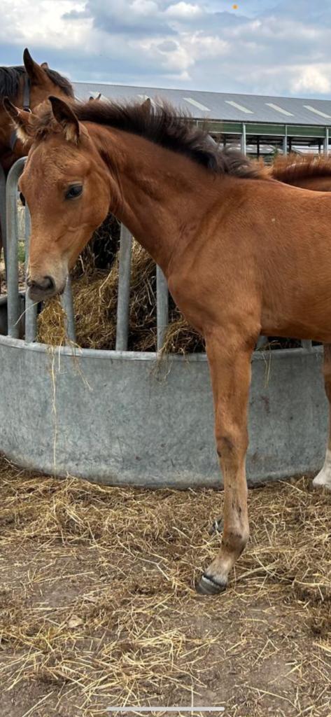 Don’t touch merrieveulen, Dieren en Toebehoren, Paarden, Merrie, Onbeleerd, 165 tot 170 cm, 0 tot 2 jaar, Springpaard, Met stamboom