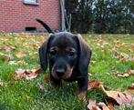 Superlieve ruwharige dwerg teckel pups,in huis grootgebracht, Dieren en Toebehoren, Honden | Teckels en Dashonden, België, Fokker | Hobbymatig