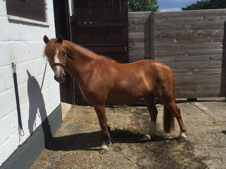 Mooie lieve A pony, Dieren en Toebehoren, Paarden, Ruin