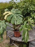 Monstera Thai Constellation, Huis en Inrichting, Ophalen