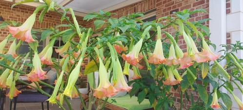 Jonge planten Brugmansia (Engelentrompet), Tuin en Terras, Planten | Tuinplanten, Vaste plant, Overige soorten, Halfschaduw, Zomer