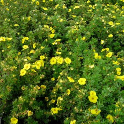Potentilla fruticosa "kobold" (struikganzerik), Tuin en Terras, Planten | Struiken en Hagen, Struik, Overige soorten, Minder dan 100 cm