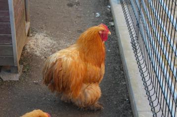Orpington haan beschikbaar voor biedingen