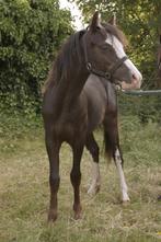 Welsh pony's, Dieren en Toebehoren, 0 tot 2 jaar, B pony (1.17m tot 1.27m), Meerdere dieren, Tuigpony