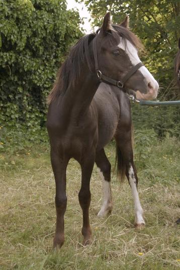 Welsh pony's, Poney B (1.17 m à 1.27 m), Poney d'attelage, Plusieurs animaux, 0 à 2 ans