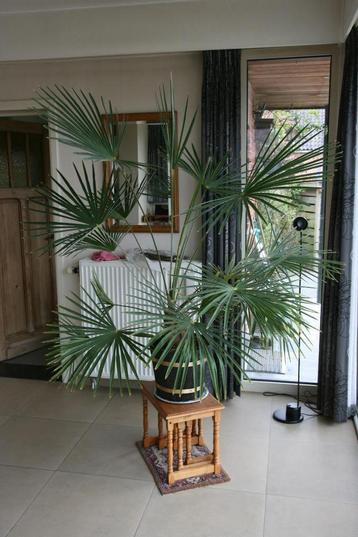 Palmplant van 170 cm hoog beschikbaar voor biedingen